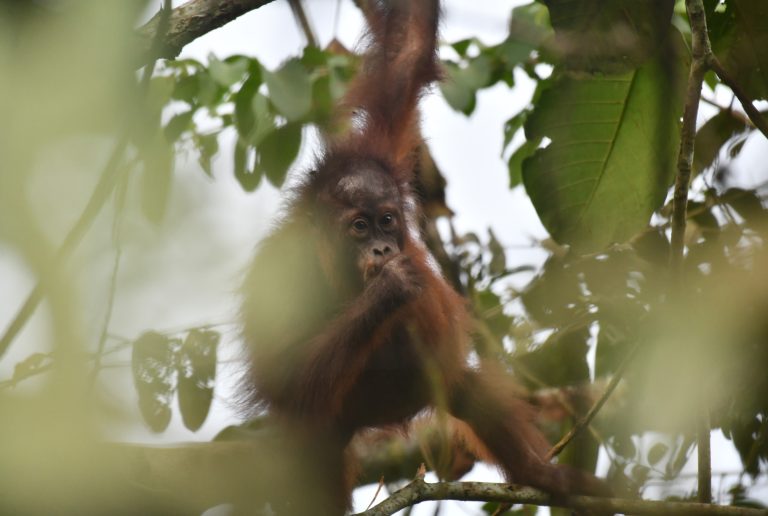 Arboretum 30 Gemilang and Arboretum Kanahuang Project